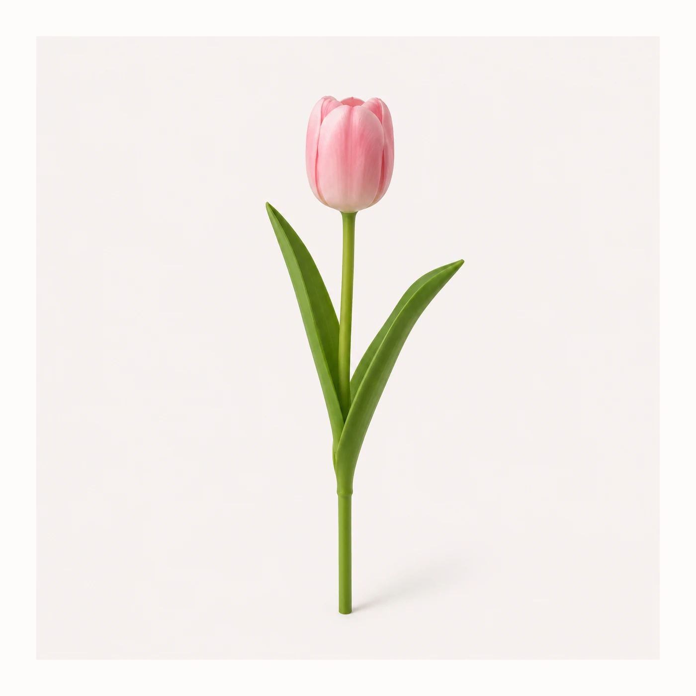 Tulipan gumowy