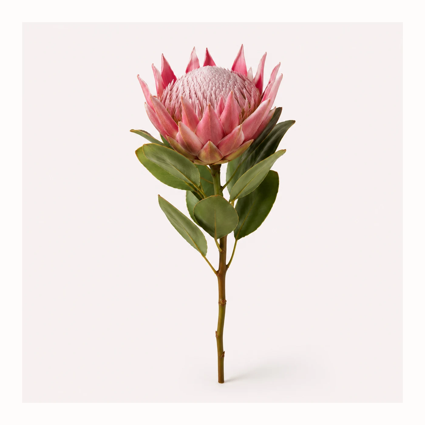 Protea cudo