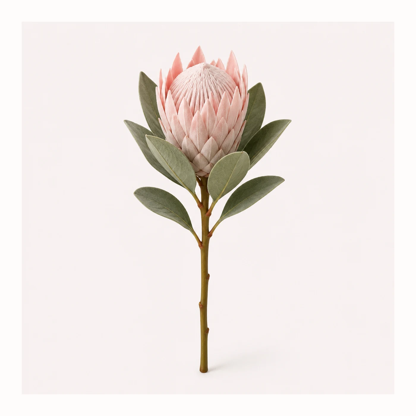 Protea pianka